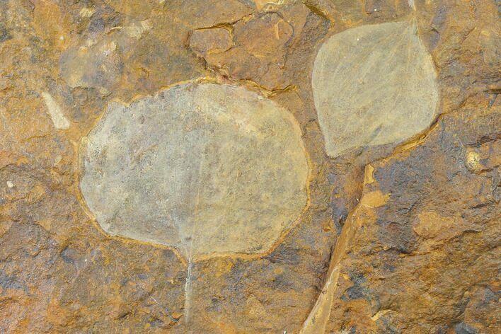 Two Paleocene Fossil Leaves (Cocculus) - North Dakota #145306